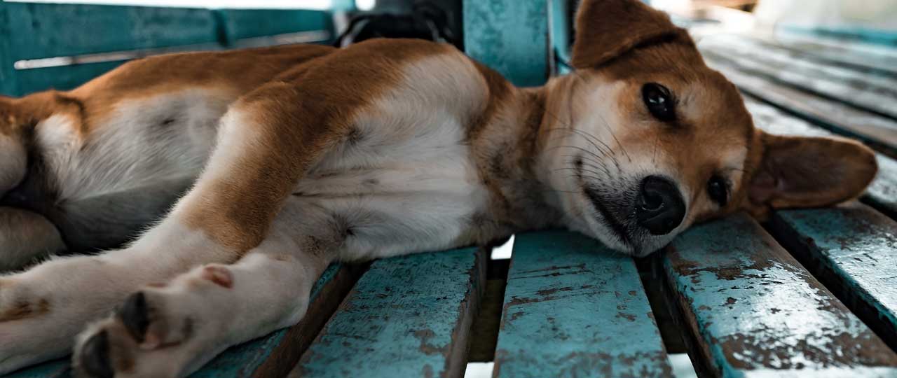Cushing-Syndrom Hund - Veteri