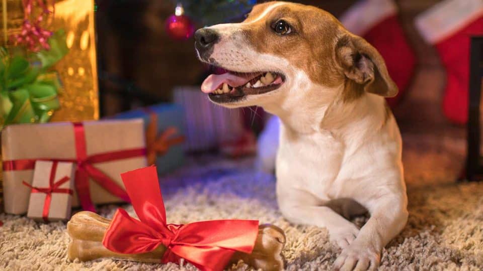 Die besten Geschenke für Hundebesitzer und ihre Lieblinge
