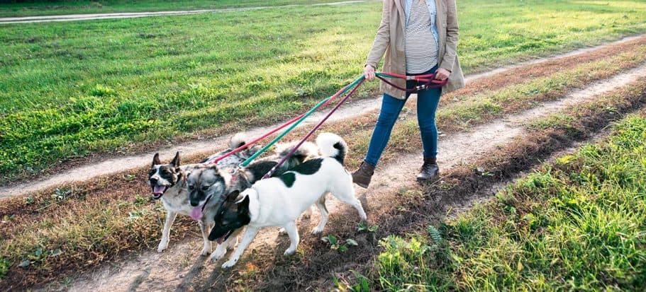 Frau geht mit 3 Hunden über den Feldweg