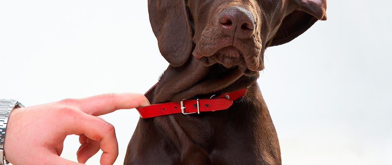 Mann zieht braunen Hund mit einem Finger am Halsband