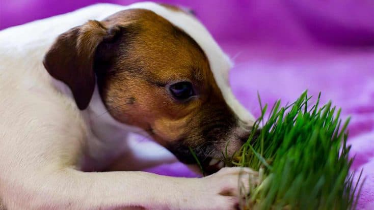 Warum Hunde Gras fressen