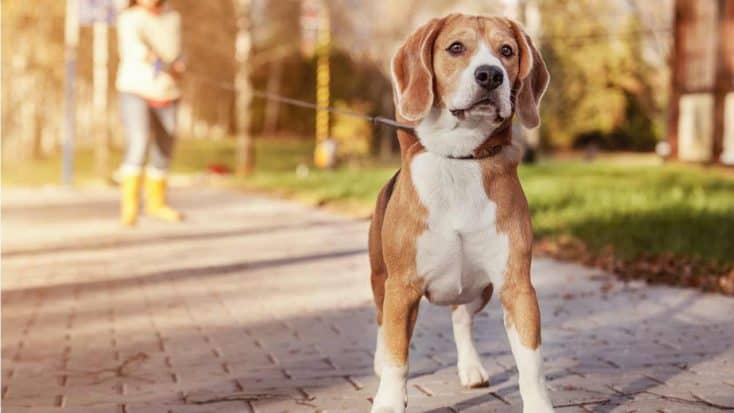 Impulskontrolle bei Hunden: Einflussfaktoren und Trainingstipps