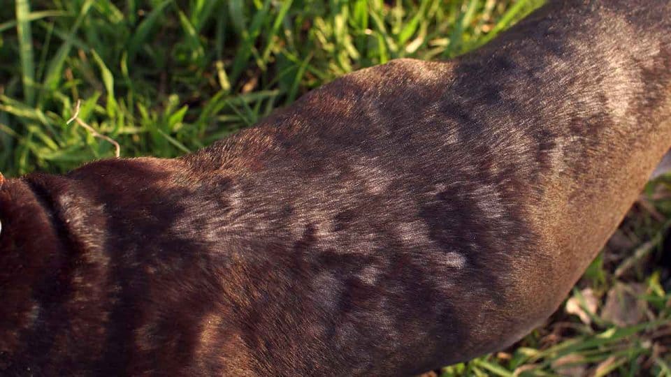 Alopezie beim Hund