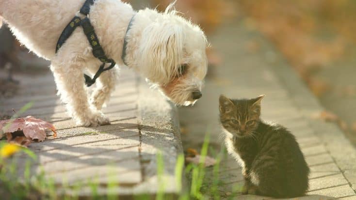 Artgerechte Haltung von Hund und Katze