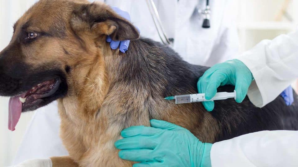 autoimmunerkrankung polyarthritis hund behandlung