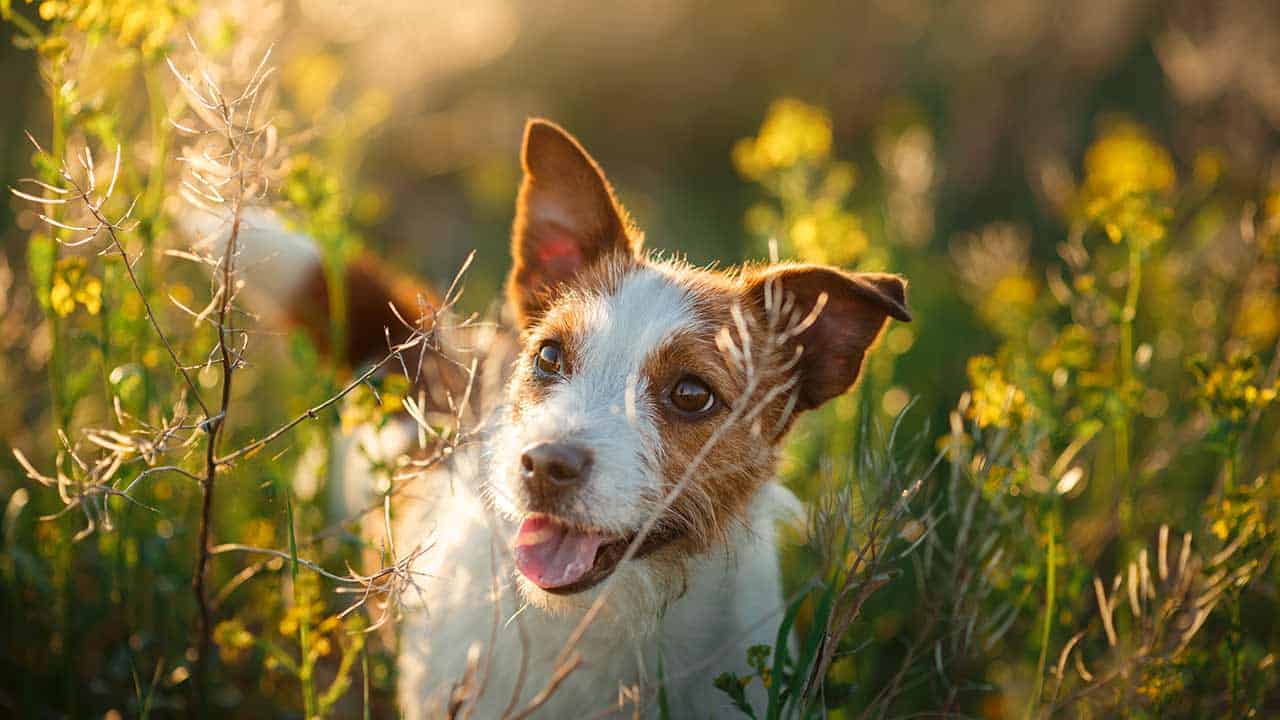 autoimmunerkrankung polyarthritis hund behandlung