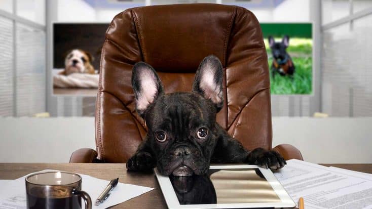 Bürohunde: so klappt es mit dem Vierbeiner am Arbeitsplatz
