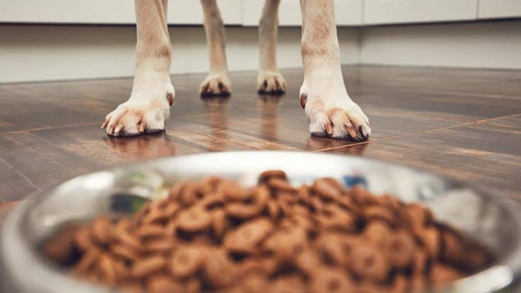 Diät- und Lighthundefutter im Test