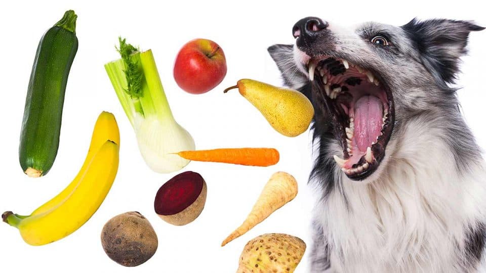 Ist veganes Essen für Hunde gut?