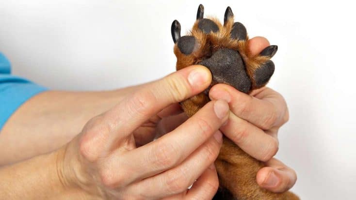 Massagen für Hunde