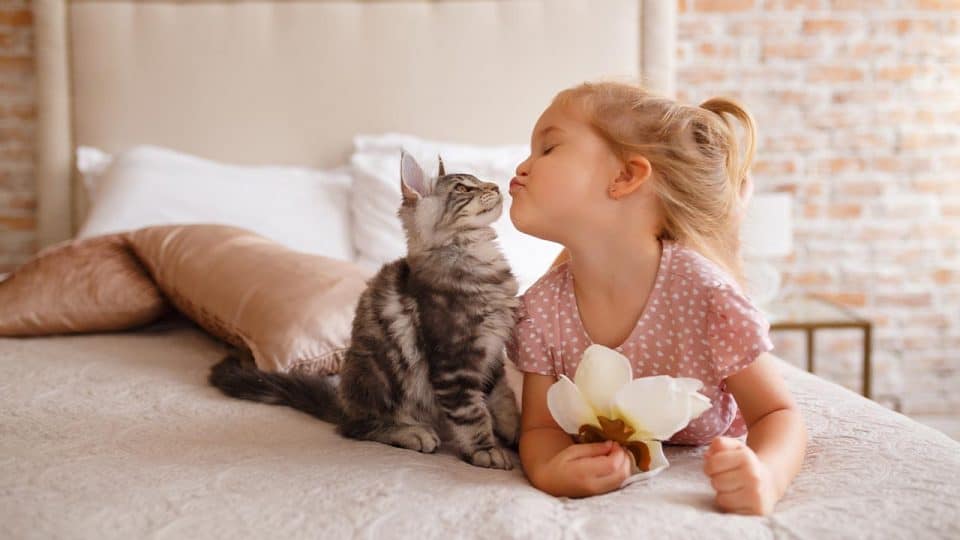 Mundgeruch bei Katzen: Ursachen und Gegenmaßnahmen