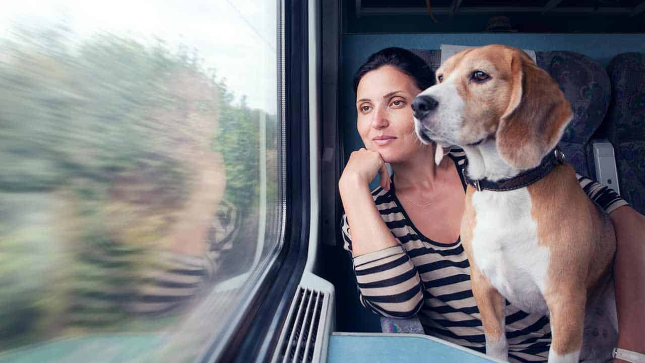 Mit Hund Zug fahren Alle Tipps für eine entspannte