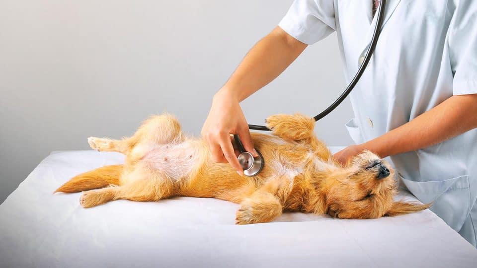 Ein Tierarzt untersucht einen Hund mit einem Stethoskop.