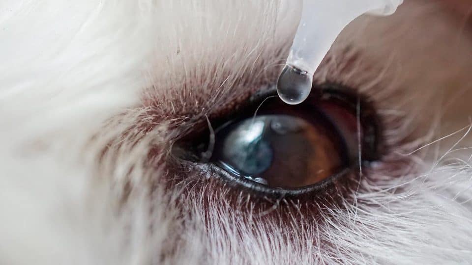 In das Auge eines weißen Hundes werden Augentropfen gespritzt.