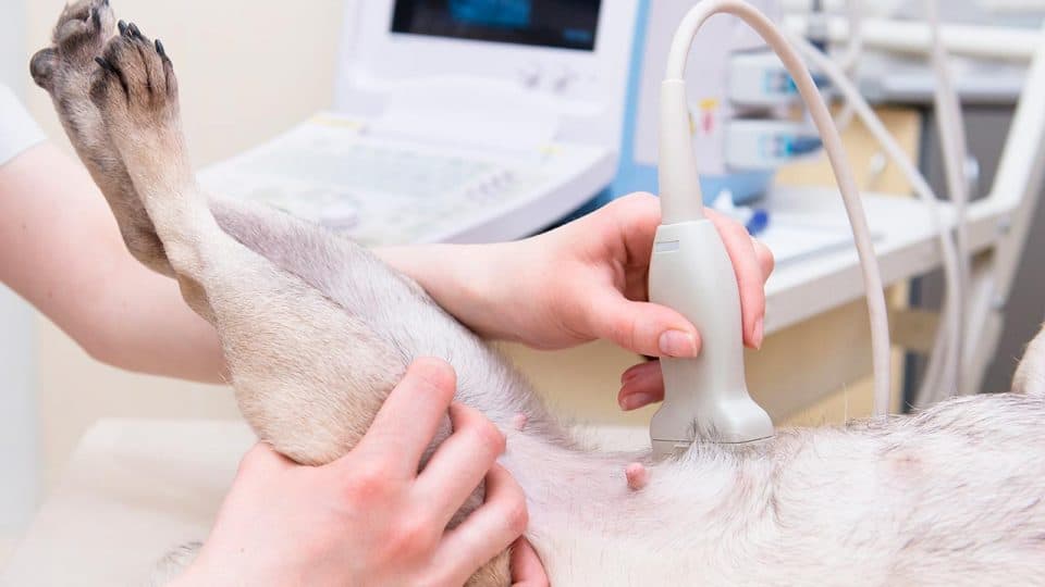 Ein Hund wird von einem Tierarzt mit Ultraschall untersucht.