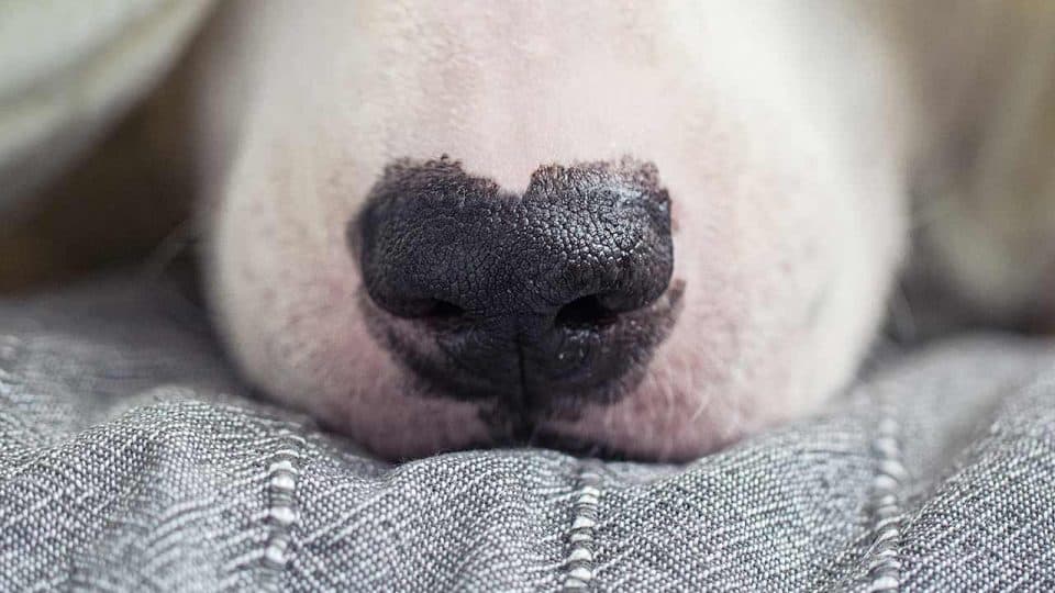 Warum die Nase deines Hundes im Winter ihre Farbe verliert