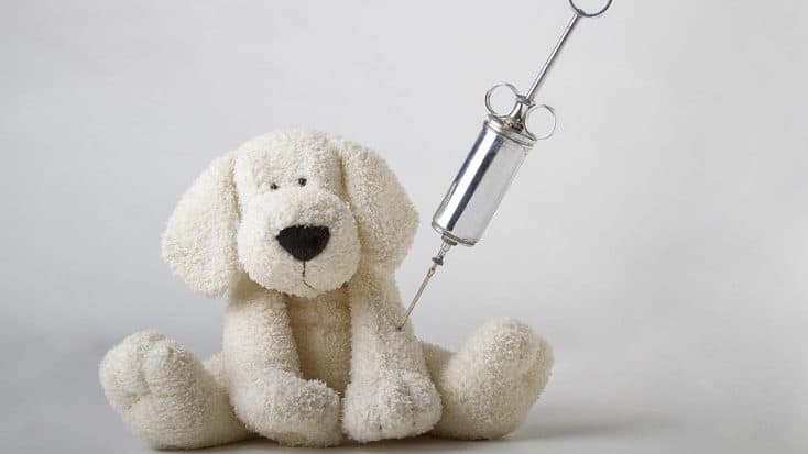 Wogegen du deinen Hund impfen lassen solltest