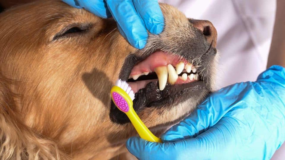 Zahnstein beim Hund entfernen und vorbeugen